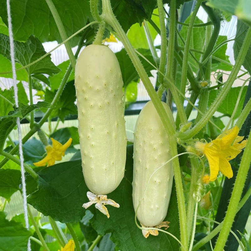 White Cucumber Seeds Vegetable White Cucumber for Planting Non GMO