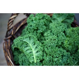 CEMEHA SEEDS - Kale Bush Dinosaur Giant Cabbage Non GMO Vegetable for Planting