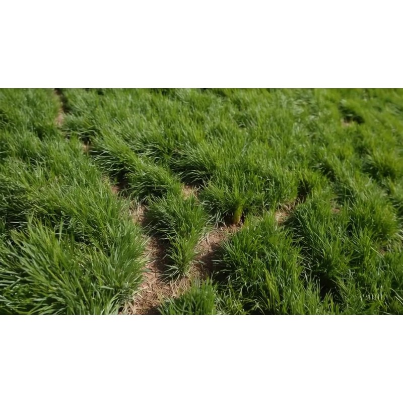 The Vole-inator Vole Station: Effective and Safe. Designed Specifically for