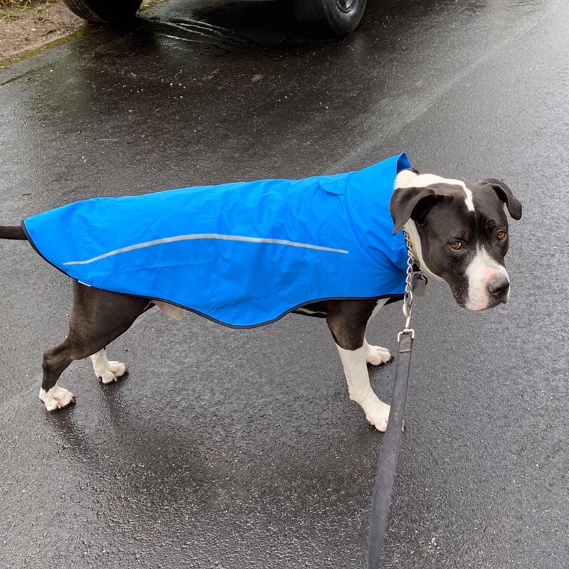 Mile High Life Dog Raincoat, Adjustable Waterproof Reflective Rain Jacket
