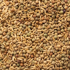Oat and Peas Cover Crop Mix Seed 25 Lb ~174,000 Seeds – Non-GMO, Annual, Nitrogen-Fixing, Winter-Kill, Forage-Friendly, No-Till Soil Builder – Spring, Summer, or Fall Planting – 50-70 Days