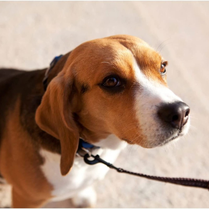 EZYDOG Vario 4 Multi-function Lead - Adjustable 3-6 Foot Dog