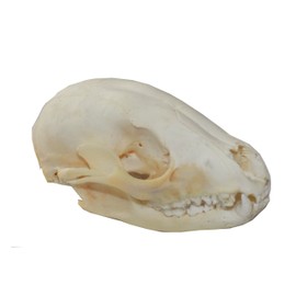 Real Raccoon Skull (Cleaned and Assembled Adult American Raccoon Skull)