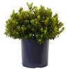 Green Promise Farms Rhododendron X GEM` Evergreen, 3-Size Container, Bluish