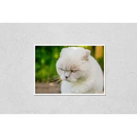 Poster Reproduction of Funny short-haired domestic white kitten sneaking through green gerass backyard background. British cat walking outdoors in garden on summer day. Pet Variation Number 2