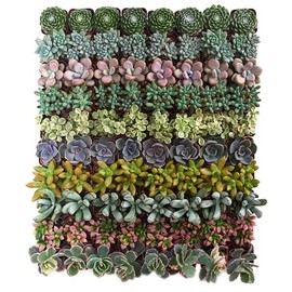 Shop Succulents Assorted Succulent Plant Pack Collection - Live Mini Succulent Plants, Low Maintenance, Mixture of Colors & Textures - Wedding and Party Favors, Gift & Garden, Pack of 32