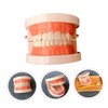 BIUDECO Standard Teeth Model for Teaching Friendly Typodont Demonstration for
