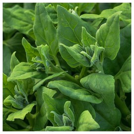 Everwilde Farms - 1 Lb New Zealand Spinach Seeds - Gold Vault
