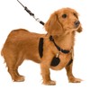 SPORN Dog Halter, Black, Small