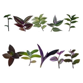 FOLIAGEMS No Root Plant cuttings from USKC (10 Different Types Wandering Jew Leave cuttings #B)