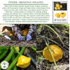Yellow Bush Scallop Summer Squash Seeds (Pattypan, Cucurbita pepo var.