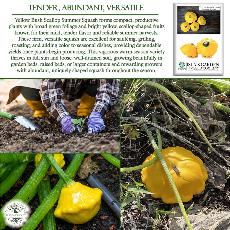 Yellow Bush Scallop Summer Squash Seeds (Pattypan, Cucurbita pepo var.