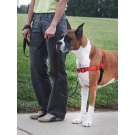 PetSafe Deluxe Easy Walk Harness - Trainer-Trusted Dog Chest Harness with Breathable Martingale Loop Design - Helps Stop Pulling with No Choking & Gagging - Medium - Rose