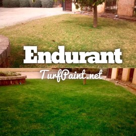 Endurant Home Lawn Blend Concentrated Colorant – Grass Paint Revitalizes Approximately 300-700 Sq Ft of Dormant, Drought-Stricken or Patchy Lawn (8 oz)