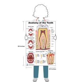 Anatomy of the Teeth, Tooth Decay size 24Wx36T
