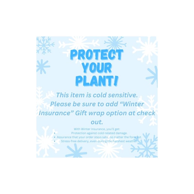 Arabica Coffee Plant - 6'' from California Tropicals