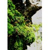 1000 Pcs Irish Moss Ground Cover Plant Fresh Garden Seeds