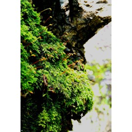 1000 Pcs Irish Moss Ground Cover Plant Fresh Garden Seeds