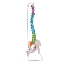 breesky breesky Flexible Spine Model, 34.6' Life Size Human Spinal Cord Anatomical Model with Stand Color Coded Regions Indicate The Cervical, Thoracic and Lumbar Spine for Med Students and Chiropractors