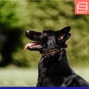 Herm. Sprenger Ultra-Plus Prong Dog Training Collar, Anti Pull Training