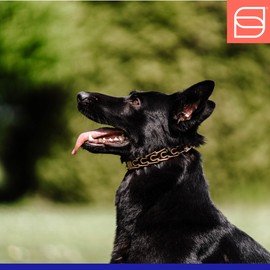 Herm. Sprenger Ultra-Plus Prong Dog Training Collar, Anti Pull Training Pinch Collar, CUROGAN (3.0 mm x 17" Neck Size; 20" Chain Length) - O-Ring Version