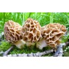 CEMEHA SEEDS - Morel Mushrooms Spores Mycelium Non GMO Spawn