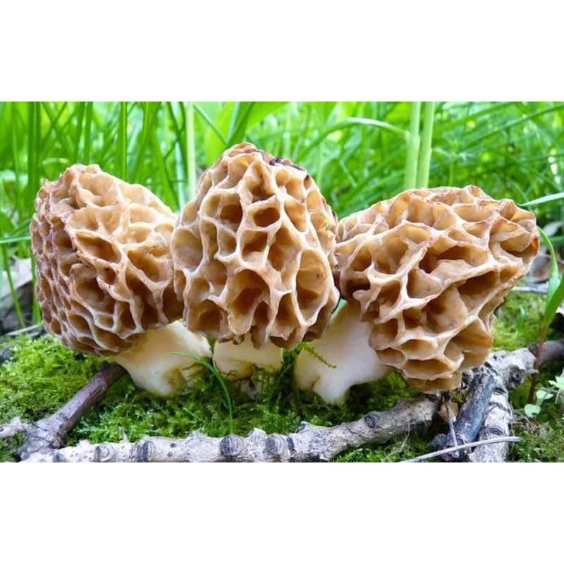 CEMEHA SEEDS - Morel Mushrooms Spores Mycelium Non GMO Spawn