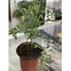 botanica las americas ruda rue Full Plant with Root, GREEN