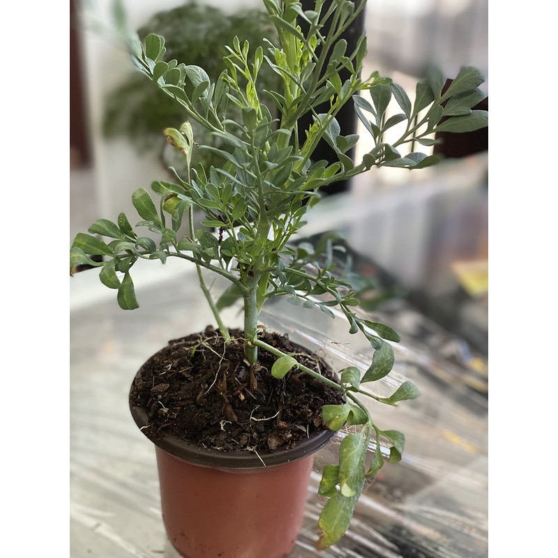 botanica las americas ruda rue Full Plant with Root, GREEN