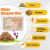 3 Oz Sphagnum Moss for Orchids - Sukh Sphagnum Peat