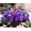 6000 Petunia Seeds, Best Hybrid Mixed Rainbow Color Bonsai Hanging