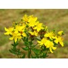 SeedsUP - 1500+ Seeds St. John's Wort (Hypericum perforatum) -
