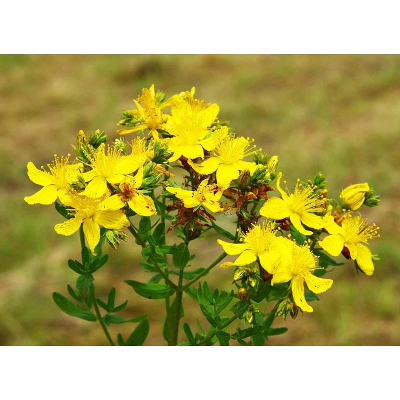 SeedsUP - 1500+ Seeds St. John's Wort (Hypericum perforatum) -