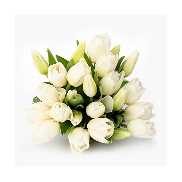 Pure White Tulips