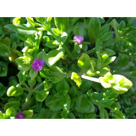 Purple 10 Cuttings Aptenia cordifolia Purple Pink Apple Ice Plant' 'Baby Sun Rose' 5"-7