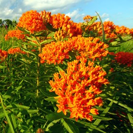 Outsidepride 500 Seeds Perennial Asclepias Tuberosa Butterfly Milkweed Flower Seeds for Planting