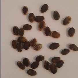 PAPAW'S GARDEN SUPPLY LLC. Helping The Next Generation Grow, Crimson Sweet Watermelon Seeds, Non-GMO, 1 Pack of 20 Seeds