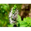 Rare Mentha Rotundifolia similair to Apple Mint Bowles Mint Fuzzy