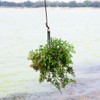 Aquatic Plants Grass Cutter with 15m Paracord Weed Puller Aquatic