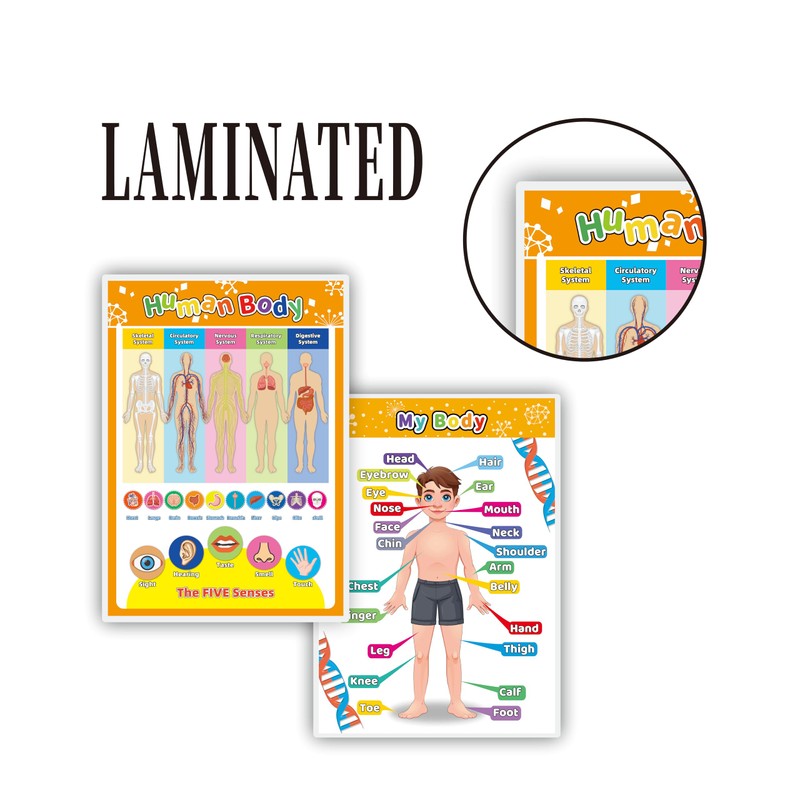 Laminated My Body Interactive Educational Poster Set for Kids (2-Pack)