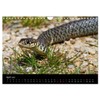 Reptilienkalender 2025 (Wandkalender 2025 DIN A4 quer), CALVENDO Monatskalender [Calendar]