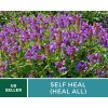 Southern Seeds Self Heal (Heal All) - Heirloom Seeds -