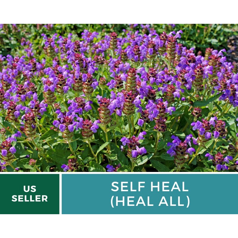 Southern Seeds Self Heal (Heal All) - Heirloom Seeds -