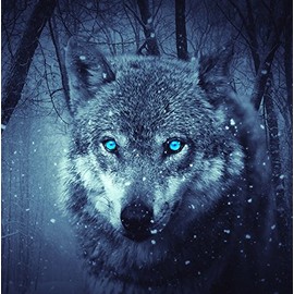 Wildlife Wolf Greeting Card - Square