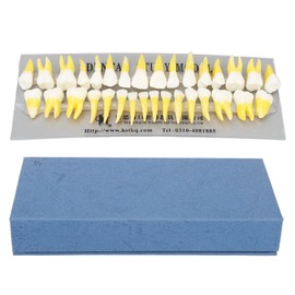 1:1 Scale Permanent Tooth Model 32pcs Dual Colors Permanent Resin Tooth Demonstration Model for Dentists