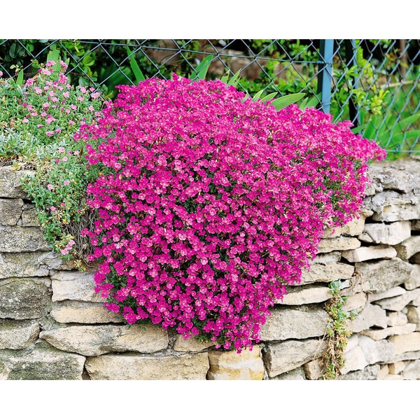 KIRA SEEDS - Seeds Pink Rock Cress - Perennial Flowers