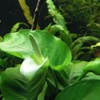 Planterest - Anubias Barteri Striped Mother Potted XXL Live Aquarium