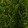 Thuja Plicata 'Green Giant' Arborvitae - 6 Live Quart Size