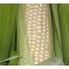 Hickory King White Dent Corn Seeds for Planting 50 Seeds.