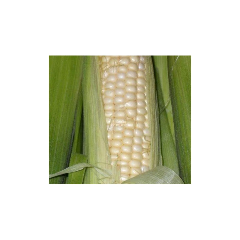 Hickory King White Dent Corn Seeds for Planting 50 Seeds.